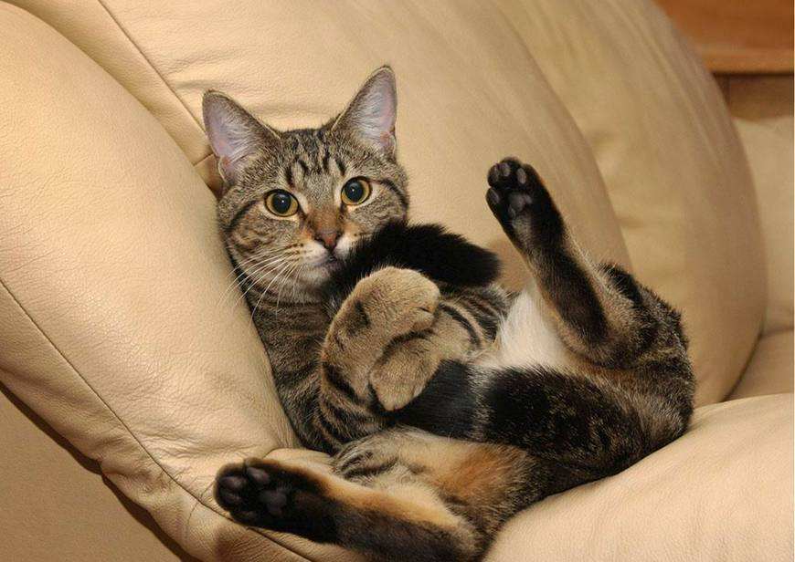 不是猫咪不够忠诚,只是你还不了解狸花猫,它会忠诚于一个家庭