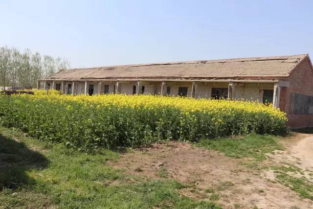 丰县师寨郭集村王庄小学:昔日的同学们,你们如今在何方?