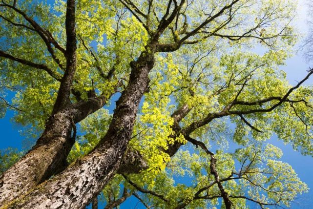 又是一年榆钱成熟时吃货不可错过