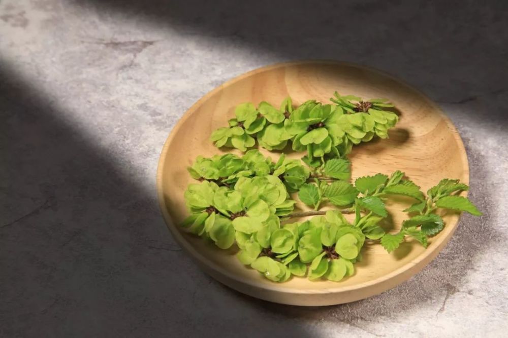 又是一年榆钱成熟时,吃货不可错过!_腾讯新闻