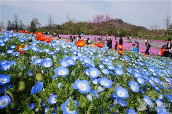 為你準備一份賞花地圖_大申網_騰訊網