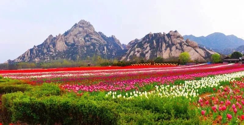 爆红全国!嵖岈山郁金香亮相央视!视频来了!太惊艳!太自豪!