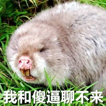 新的竹鼠表情包出炉啦