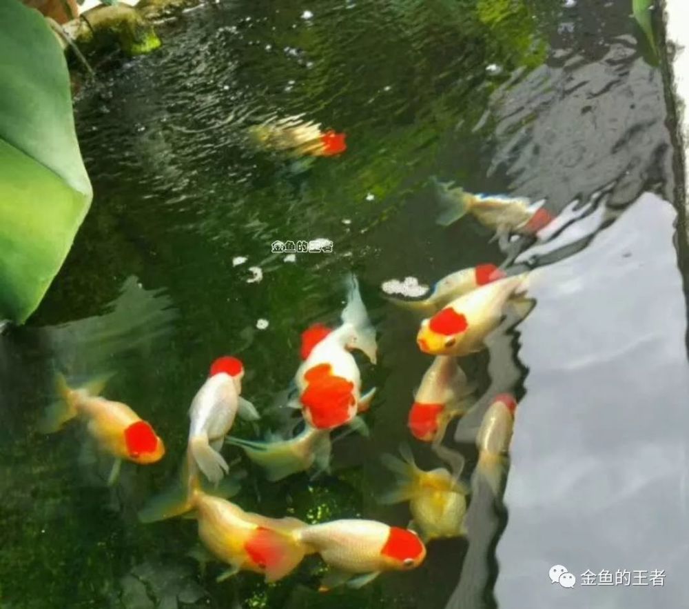 金魚五色石