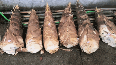 快来看新鲜出炉的"永康笋王",重达18.36斤