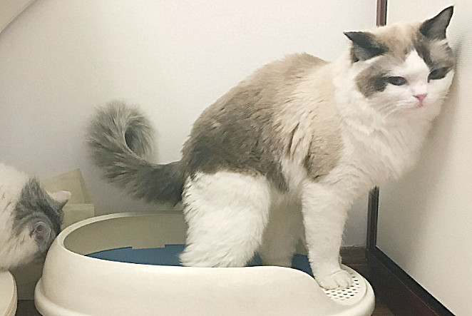 猫咪乱尿仅是猫咪调皮所致?不找到根本原因,反