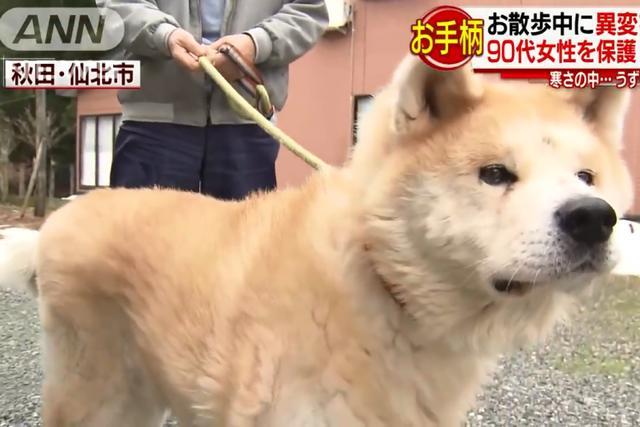 日本高龄秋田犬勇救90岁老太获政府嘉奖 主人称其为回报人类