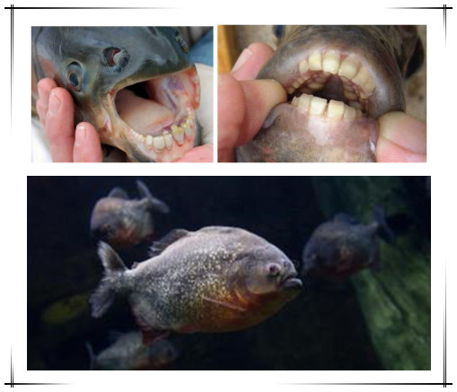 打开腾讯新闻,查看更多图片 >这种鱼的名字叫做 pacu ,生长在亚马逊