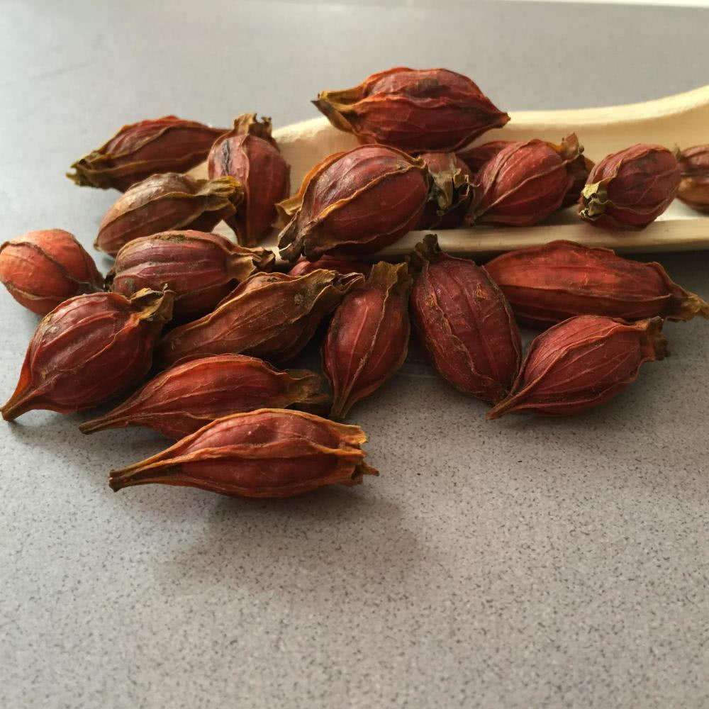 黄栀子有这6点好处,尤其是女性,可以多用