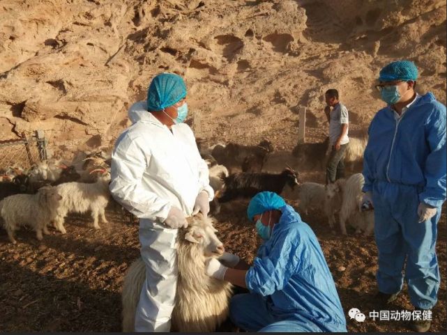 兽医人必知中国兽医有哪些职业形态国药动保