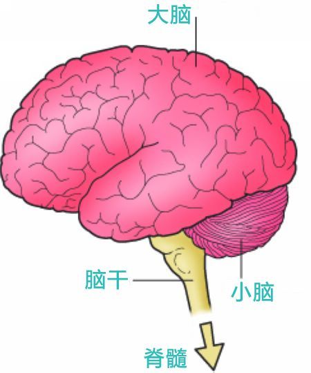 深度昏迷,無自主呼吸和腦幹反射全部消失[1],其中腦幹反射包括瞳孔對