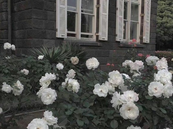 һ׿ּ¼