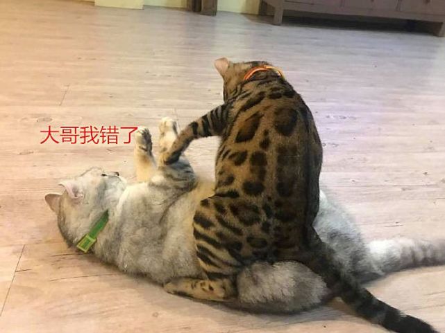 豹猫以小欺大，胖猫被按在地上摩擦，有纹身的就是不一样- 腾讯网