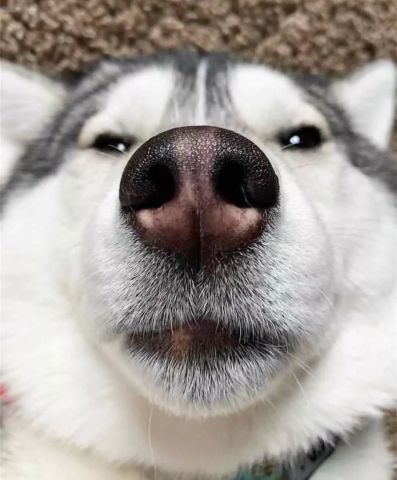 哈士奇的犯二瞬间