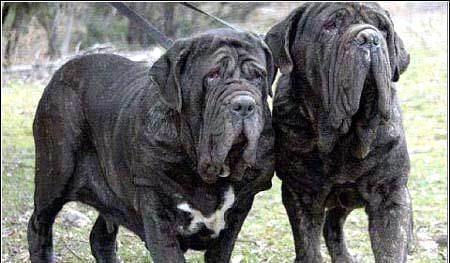 世界十大恶犬排行,中国藏獒竟然才排第五?