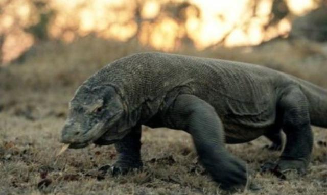 世界上最小的蜥蜴,体长只有1.6厘米,全身可以蜷缩在硬币上