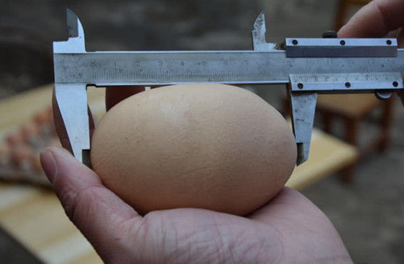 母鸡下了一颗奇怪的蛋,长度足足有9厘米长,原来里面暗藏玄机