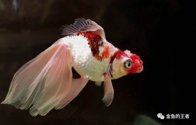 这种金鱼饲养难度较高 其中的珍品已经可遇而不可求 金鱼 文球