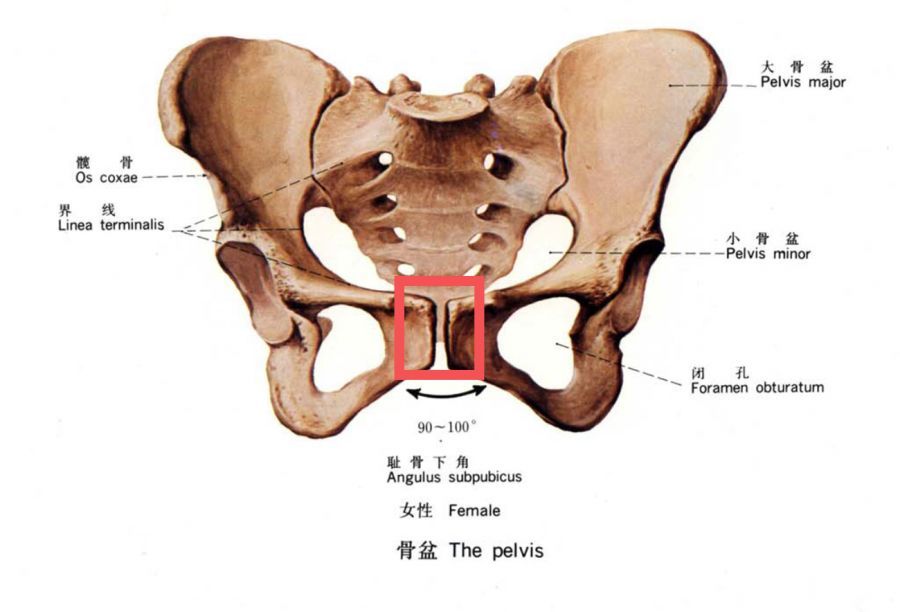 花费上万骨盆修复背后,是毫无专业背景的"产后康复师"