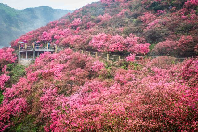 让游客惊呼太美了,木兰云雾山的野生杜鹃花海,正在满山怒放中