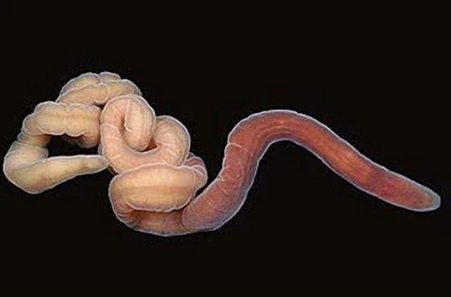 一种厉害的生物,再生能力真的是超乎了人们的想象,这种生物叫做纽虫