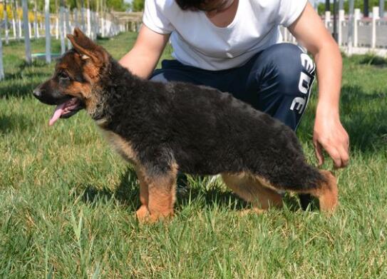 訓練德國牧羊犬要懂哪些知識 德國牧羊犬訓練的方法步驟與要領