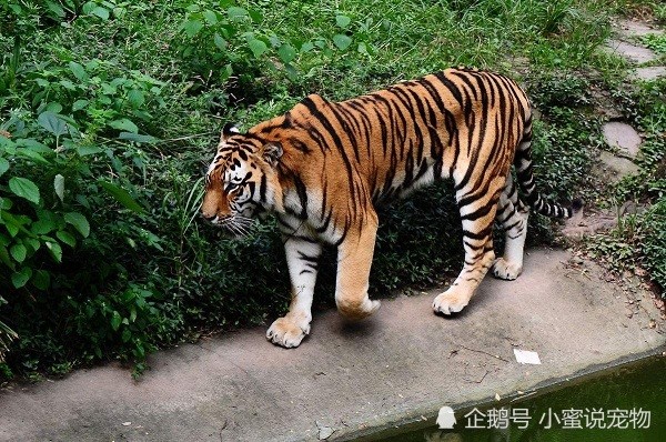 猫科动物实力排名,战斗力最强的十大猫科动物