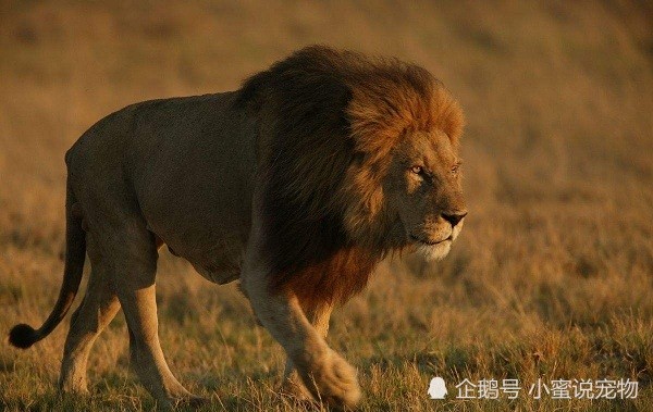 猫科动物实力排名,战斗力最强的十大猫科动物