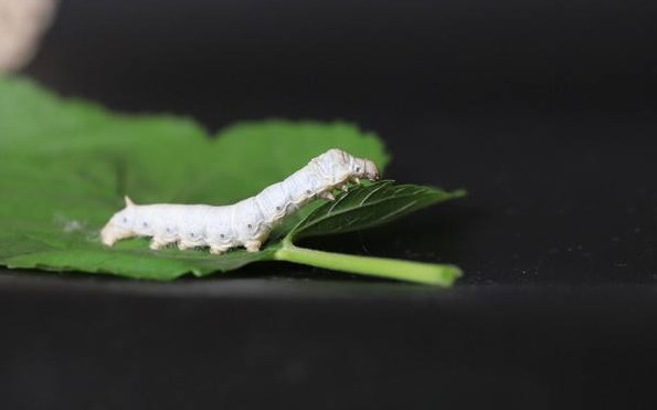 养蚕都能发展成乡村生态旅游项目?还有什么能阻止乡村农业发展?