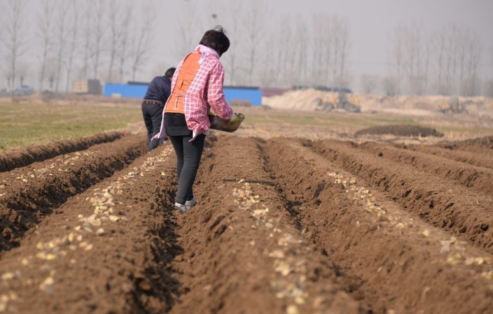 土豆,马铃薯,施肥