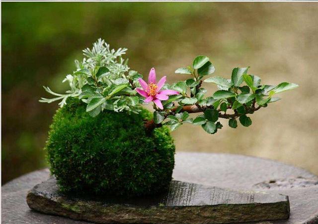 腾讯内容开放平台