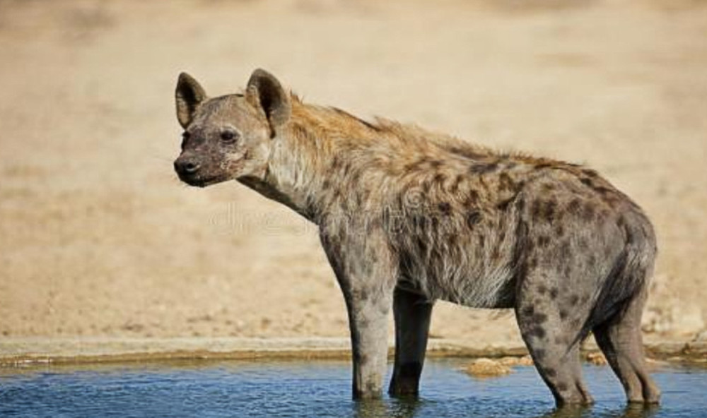 鬣狗为何被称为非洲二哥?专家告诉你答案