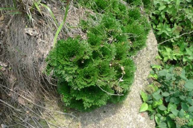 人称"长生不死草",可死而复生,山里遇见请保护好,当前很珍贵