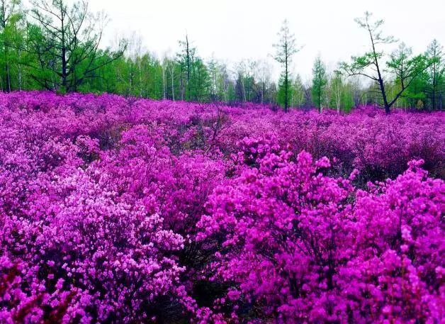 每逢春日,兴安盟阿尔山的杜鹃花妖娆满山,火红的花海一望无际.