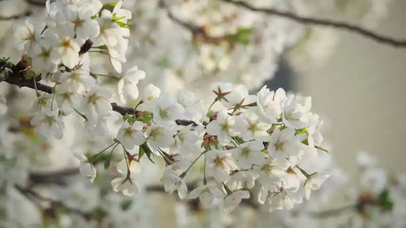 清明时节春意浓,"濮大"樱花露芳容!