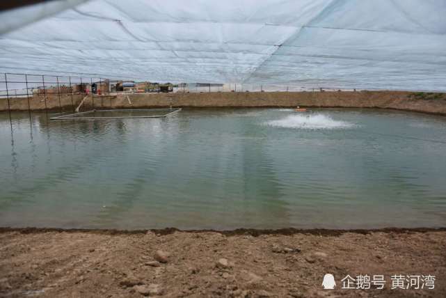 大棚温室养鱼怎么样 温室大棚养鱼冬天有温差可以吗