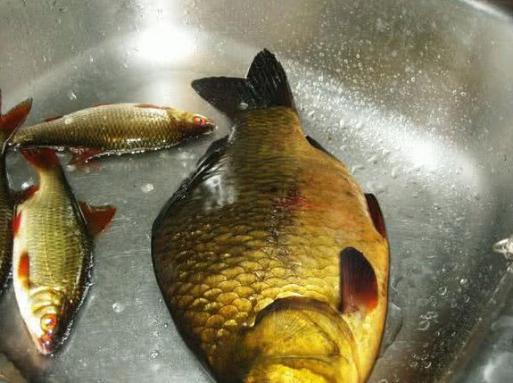 这么大的野生鲫鱼谁见过?体重一斤多不说,身上颜色也是第一次见