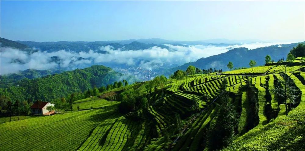湖北五峰:自古香茗出深山,好山好水出好茶