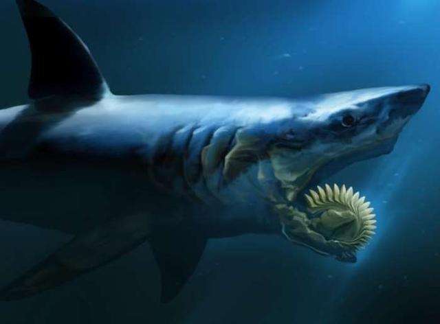 57米长,半吨重的钝鼻鳄和3.05米的肺鱼以及当代的一些大型乌龟.