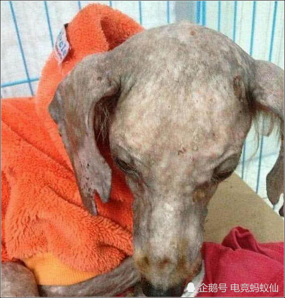 流浪狗骨瘦如柴,路人领回家养了一年后,狗子走上人生巅峰