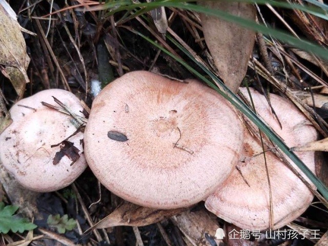 松树林下这种"野味",一斤80元,清明扫墓遇见别错过