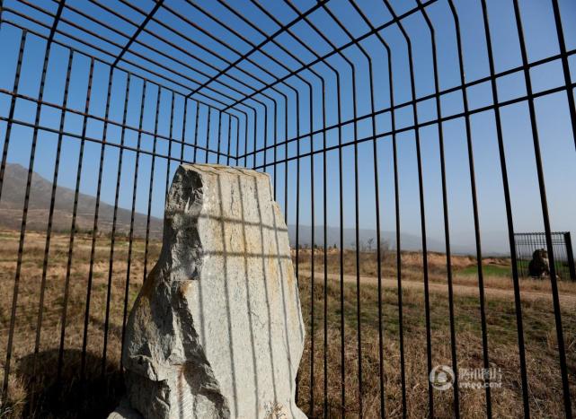 唐贞陵石狮为防盗被"关"铁笼