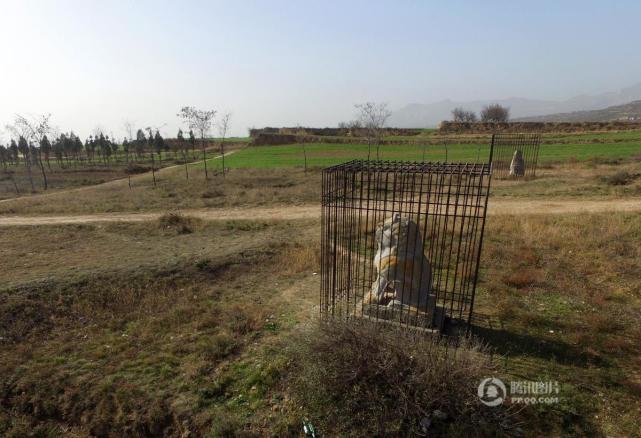 唐贞陵石狮为防盗被"关"铁笼