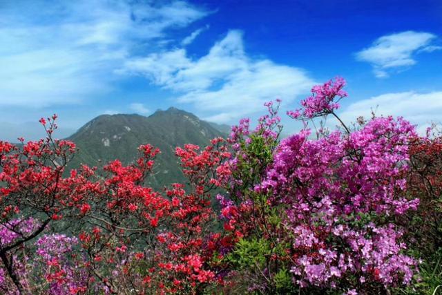 宇宙花海颜值测试 英山天马寨排名第几