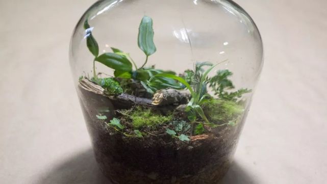 玻璃瓶制作漂亮的微型植物盆栽 摆放在办公室里招人喜爱 盆栽 吊兰 多肉 泥炭土