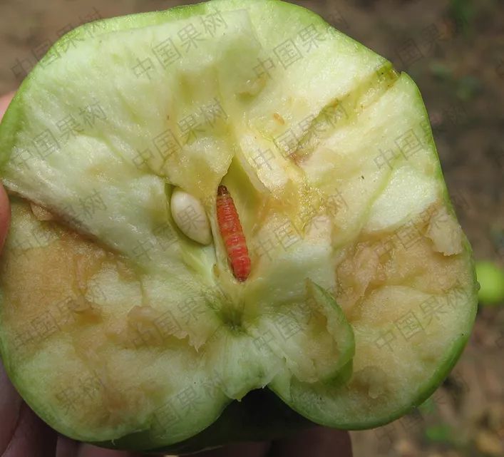 苹果树桃小食心虫的识别及防治技术!