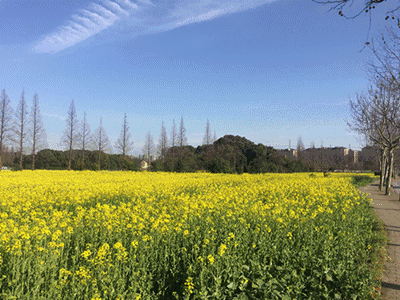 原來這麼多都市中的金色花田藏在閔行|油菜花海|馬橋鎮|陳再躍|元江路