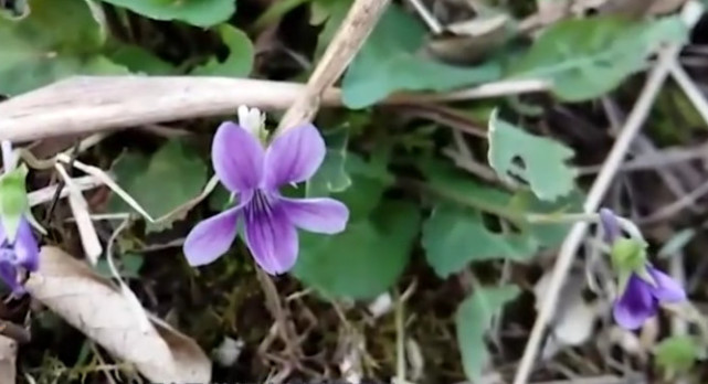 野草花紫色