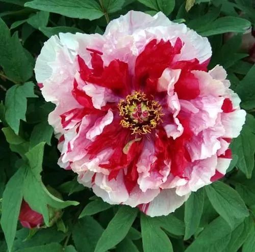 太漂亮了绝美复色花百年罕见一朵千金难求