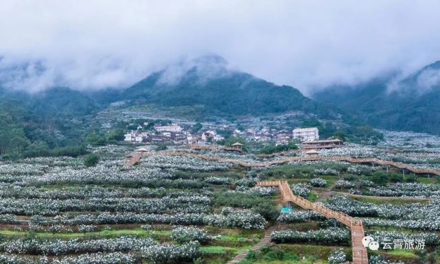 云霄地标第二站:金牌旅游村棪树枇杷驿站,等你来看雪啦